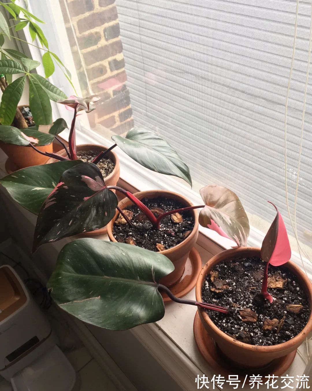 上百块一盆的粉公主蔓绿绒，比粉刚果蔓绿好太多，适合你养吗？