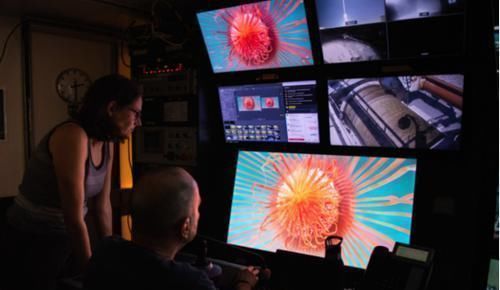 人类知道的东西太少了科学家又发现30个新物种,却只是冰山一角