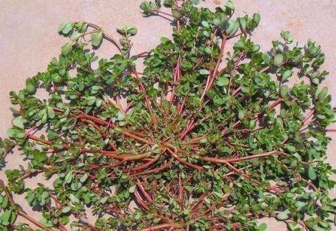 这3种植物,越“丑”越要养,在家养1盆空气清新,身体更健康