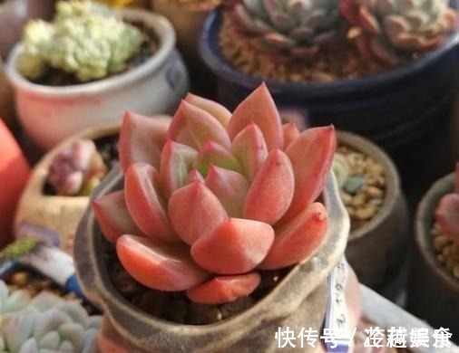 银波锦|办公室养多肉,盆栽这5款,不怕采光差、难看、一盆不剩!