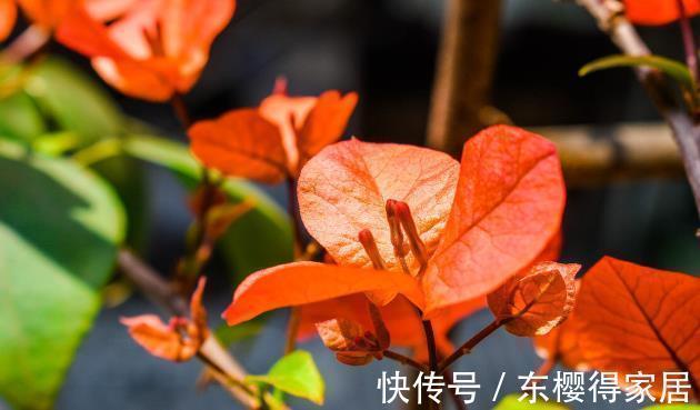 就算不小心枯了,也要重新养一盆的6种花,因为实在太优秀