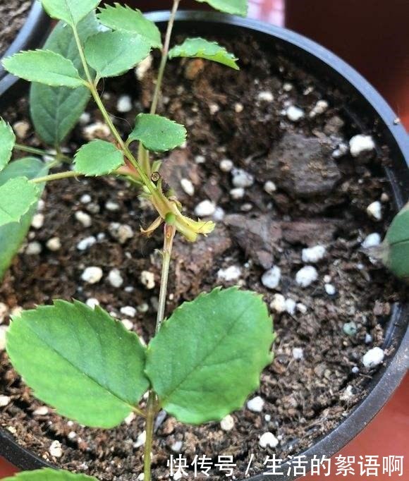 月季盲芽要剪掉别傻了，盲芽修剪有技巧，否则越剪越不开花！