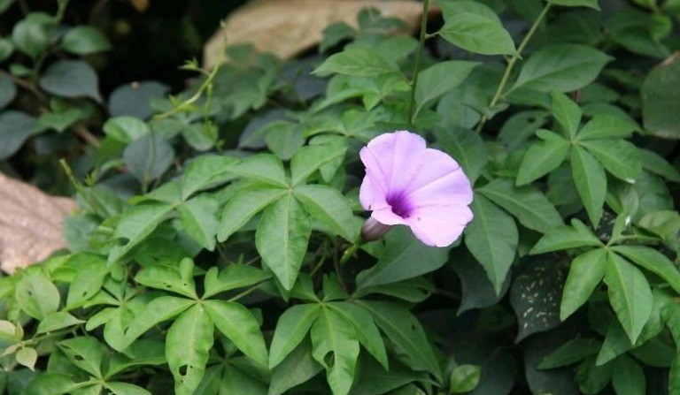 喉咙|农村常见的五龙爪，以下植物的药用价值很高，你食用过么