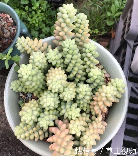 颜色|把玉坠养出老桩不难，养出艳丽颜色就不简单了！