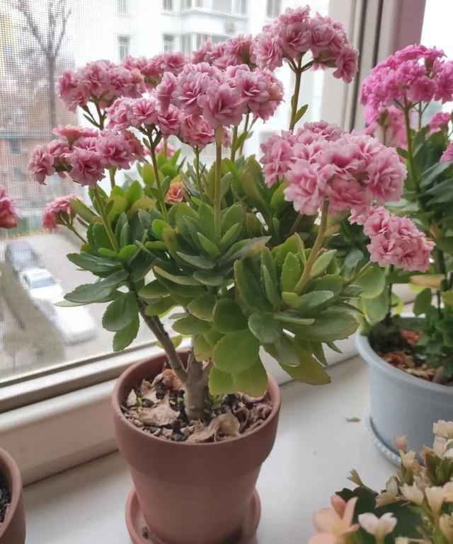 家里养盆虎皮兰,小花盆、挤着养,疯狂开花爆小崽!