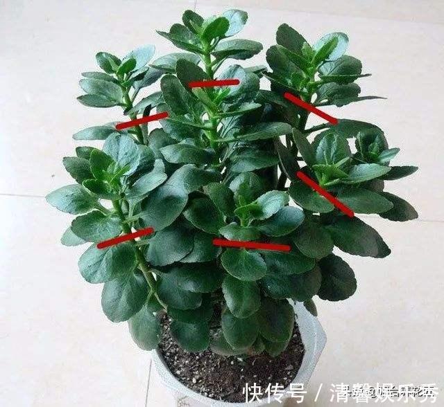 休眠|秋天，养护长寿花，做好这“4要点”，叶片肥厚，花苞蹭蹭冒不停