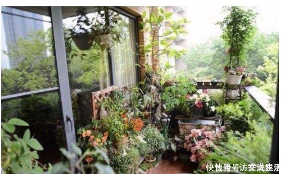 植株|花卉什么时候换盆才最好一直都没注意,怪不得换完花就蔫儿了