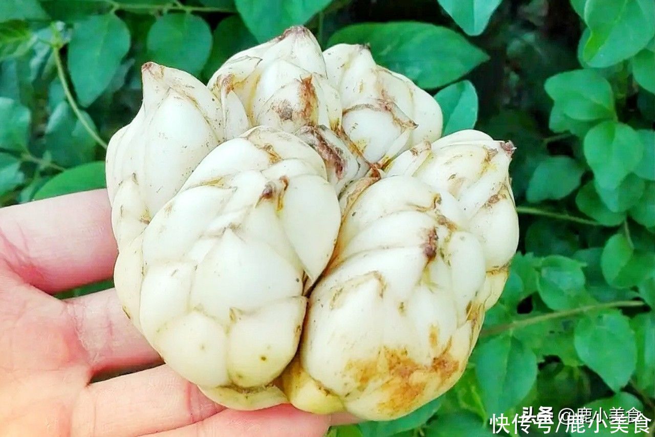 季节性|入秋后,别错过这个“润肺”食材,和银耳是绝配,润喉降燥还好喝