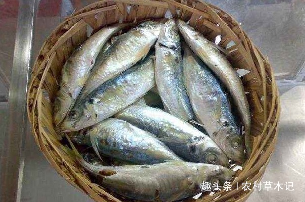 老鸦糊|山里这野果，磨成粉能“醉鱼”，半小时捡一筐，你们认识吗