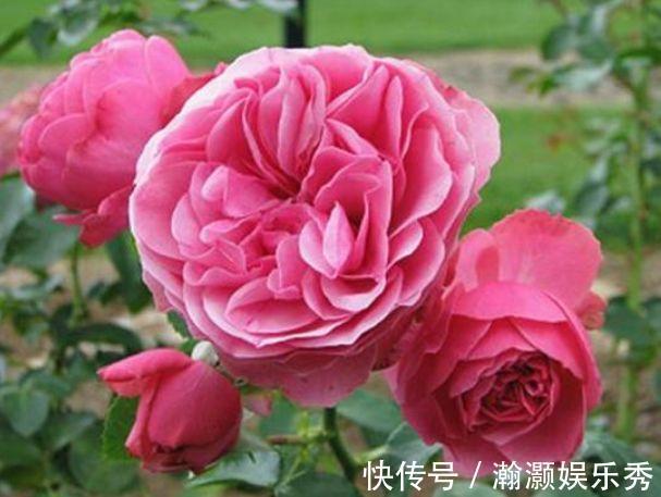 4种花是花中劳模,一年四季开花不断,花大色艳很漂亮,谁养谁爱