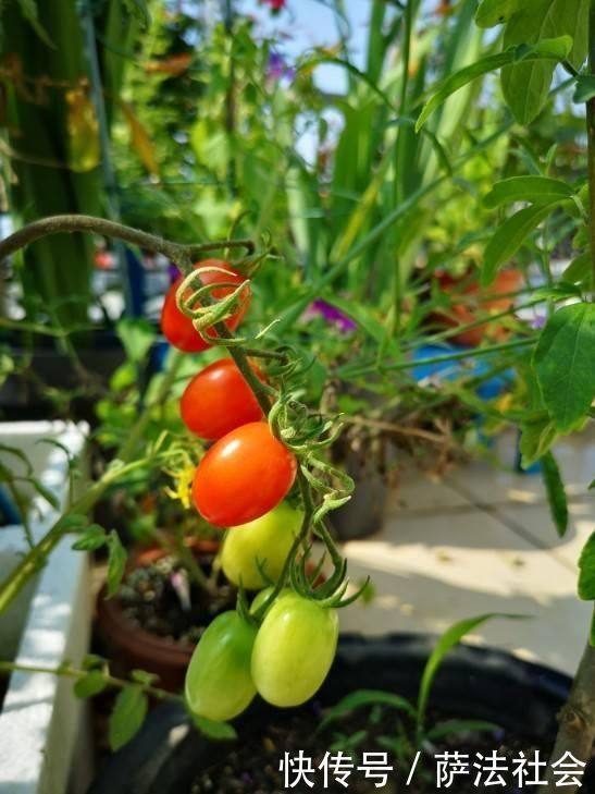 阳台养上“3种菜”,吃一茬长一茬,全家吃都够了