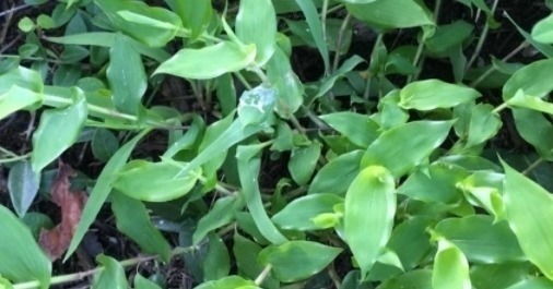 过去农人看见就拔的“荩草”,样子长似竹叶,其实是“帝王草”