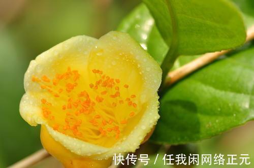 它被誉为是花卉界的“大熊猫”,观赏性强,泡茶煮汤效果更佳