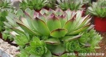 犯愁|多肉观音莲,最爱“吃大饼”,一摊一大张,一个夏天都犯愁