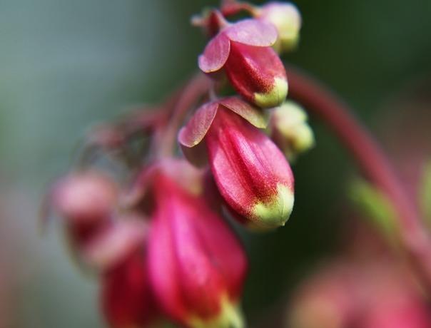 今年最流行的三种花,个个颜值爆表,关键开花多还不占地!