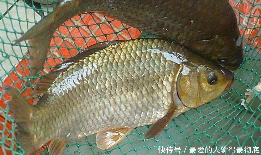 漂相|钓春鲫，判断鲫鱼是不是已经离底了，看这两个迹象就足够了