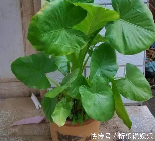 汁液|有毒植物就在我们身边,有的甚至家家户户都有,3种我家样样有