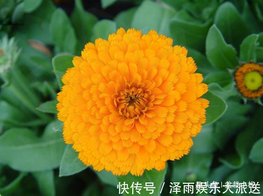 被忽视的一种花，花朵鲜艳，还能吃，药用价值也不低