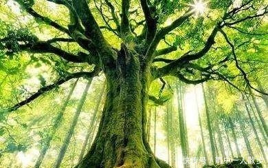 「荐读」你我的故事大树之恩