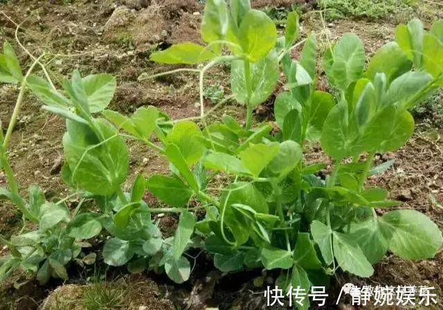 学会纸上种菜,在家就能做菜农,青菜不用买!