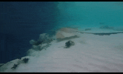 |搞笑GIF:哥们可是专业画像10年,还带美颜功能哦!