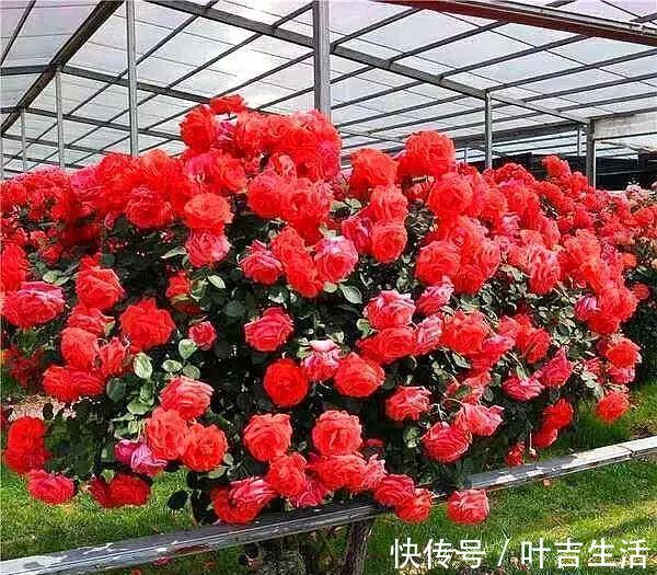 杜鹃花,栀子花扔了吧养棵“花树”,能开花300天,见土就活