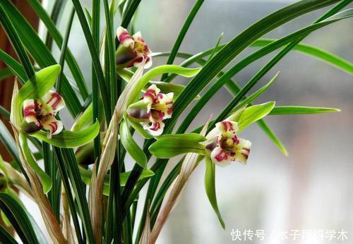 施肥|夏天兰花有4“怕”,现在避开还不晚,安全度夏叶油绿