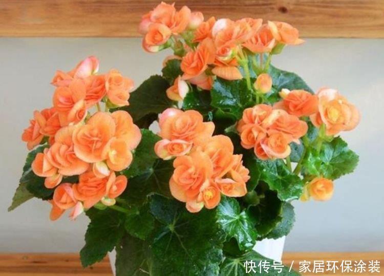 正月二十三,家里养上这4种花,满屋飘香,养庭院,十里飘香