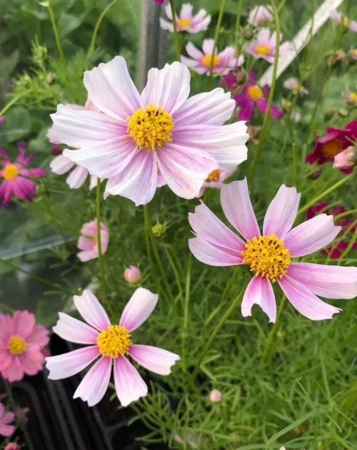 开得|用小盆养成大片花丛的大波斯菊,花朵开得特艳丽,还是要种院子