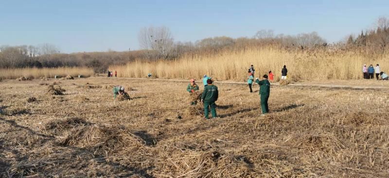 鸟类|壹现场丨奥森里的芦苇不见了？ 官方回应：一年三次收割防火、保生态