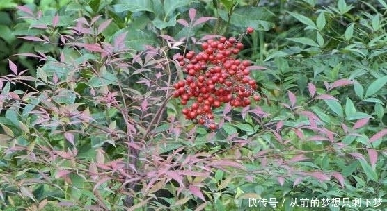 南天竹|在大山里看到这种“果子”，记得赶紧扔掉，它可是含有“剧毒”