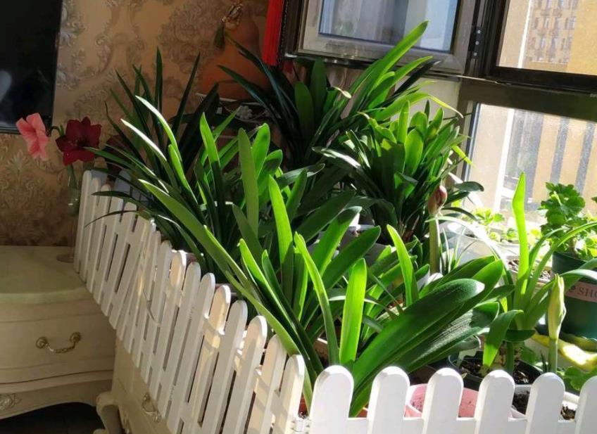 花根|又脏又讨人嫌的它，催花效果比磷酸二氢钾好