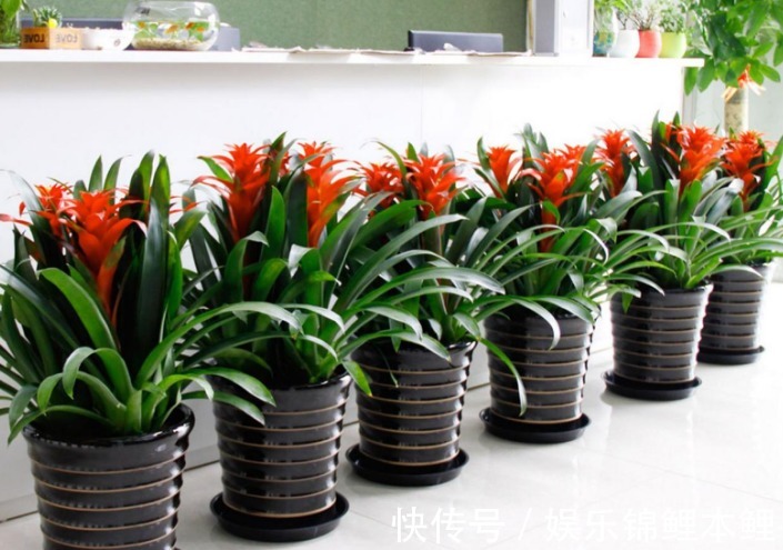 技巧|新人挑盆栽没经验，难免会入坑，趁早学会这6个技巧不踩雷