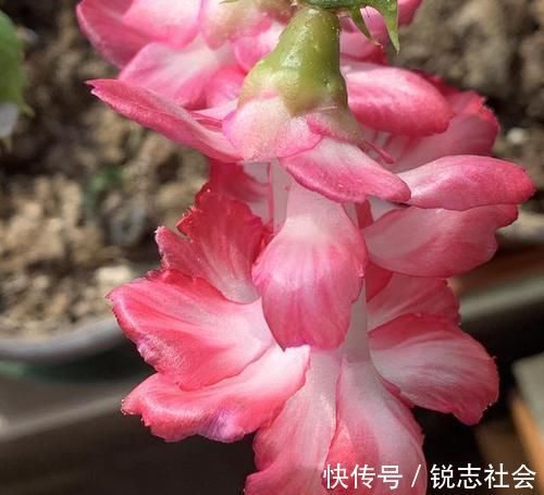 营养物质|养蟹爪兰，给它喝点这酸水，不仅护根壮芽，花开还四季不断
