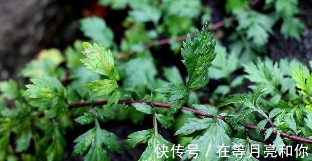 慎用|中药也会伤肝？多讲一句：这4种常见中药可能要慎用