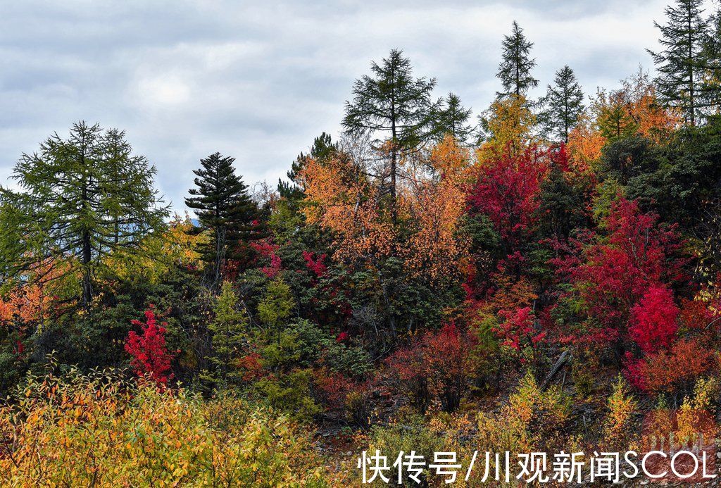 俄初山|视频｜重阳登高 遇见稻城俄初山秋色