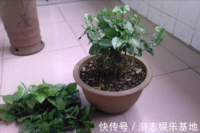 6种“漂亮花”,长了就狠剪,舍不得剪害处大,耽误一年开花量