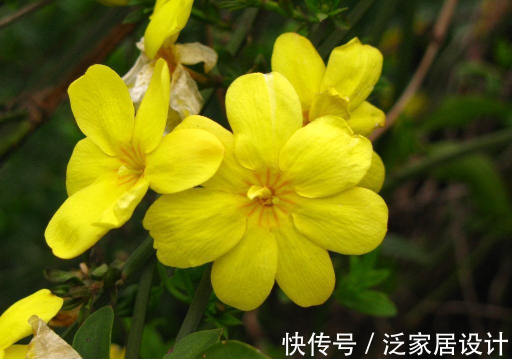 养花试试这几款，端庄秀丽，气质非凡，是传统名花之一