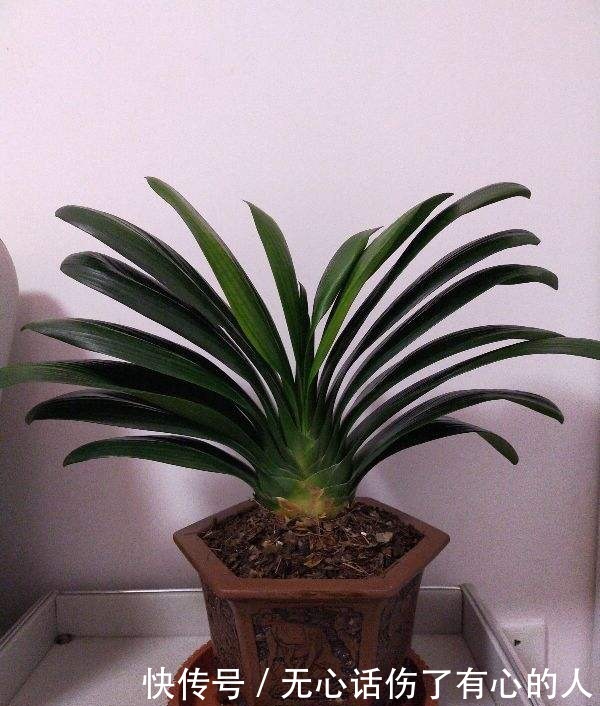 草木灰|花市老板永远不会说的5个秘密,条条是精髓,盆盆养出好状态