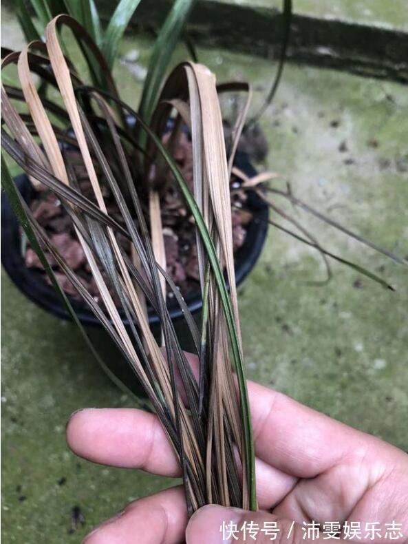 茎腐病|秋季兰花得茎腐病怎么办教你“4法”，找对病因，照样可以救活