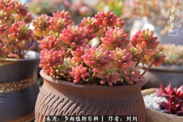 爱多肉,爱生活,我们是一群快乐的养肉人!