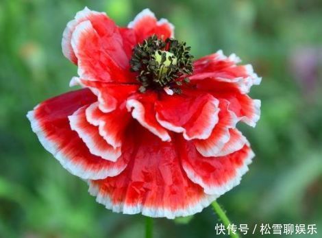 好养易活的几款花卉，花大服盆快，枝头窜满花苞