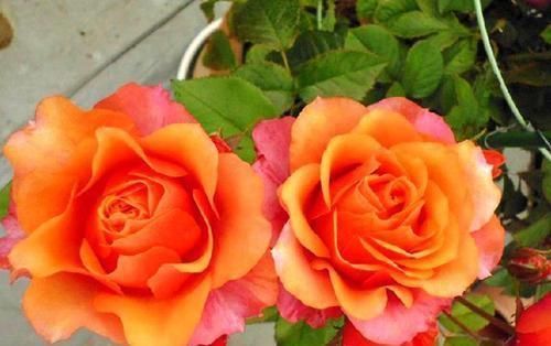 此花,比茶花漂亮,比茉莉清香,每年花开长达200天,值得拥有