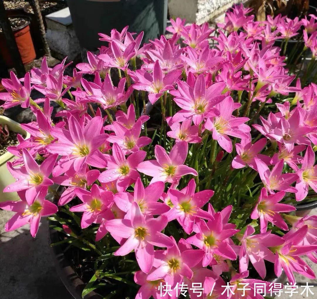 夏季|大热天什么花最耐开？此三种花“天天爆花”，开成花海