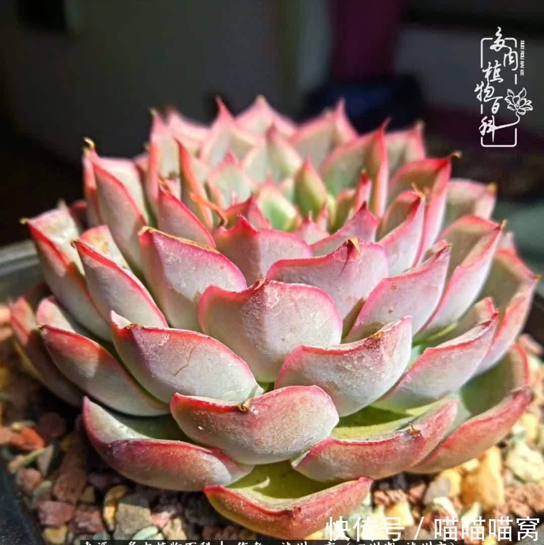 今日阳光正好怎能浪费?多肉美照拍拍拍!