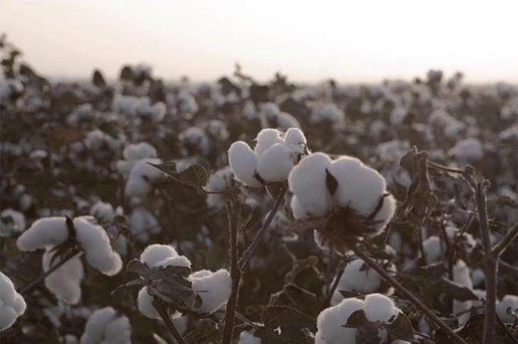 pye派|PYE派亮相《中餐廳》，用工匠精神打造令人驕傲的中國襯衫