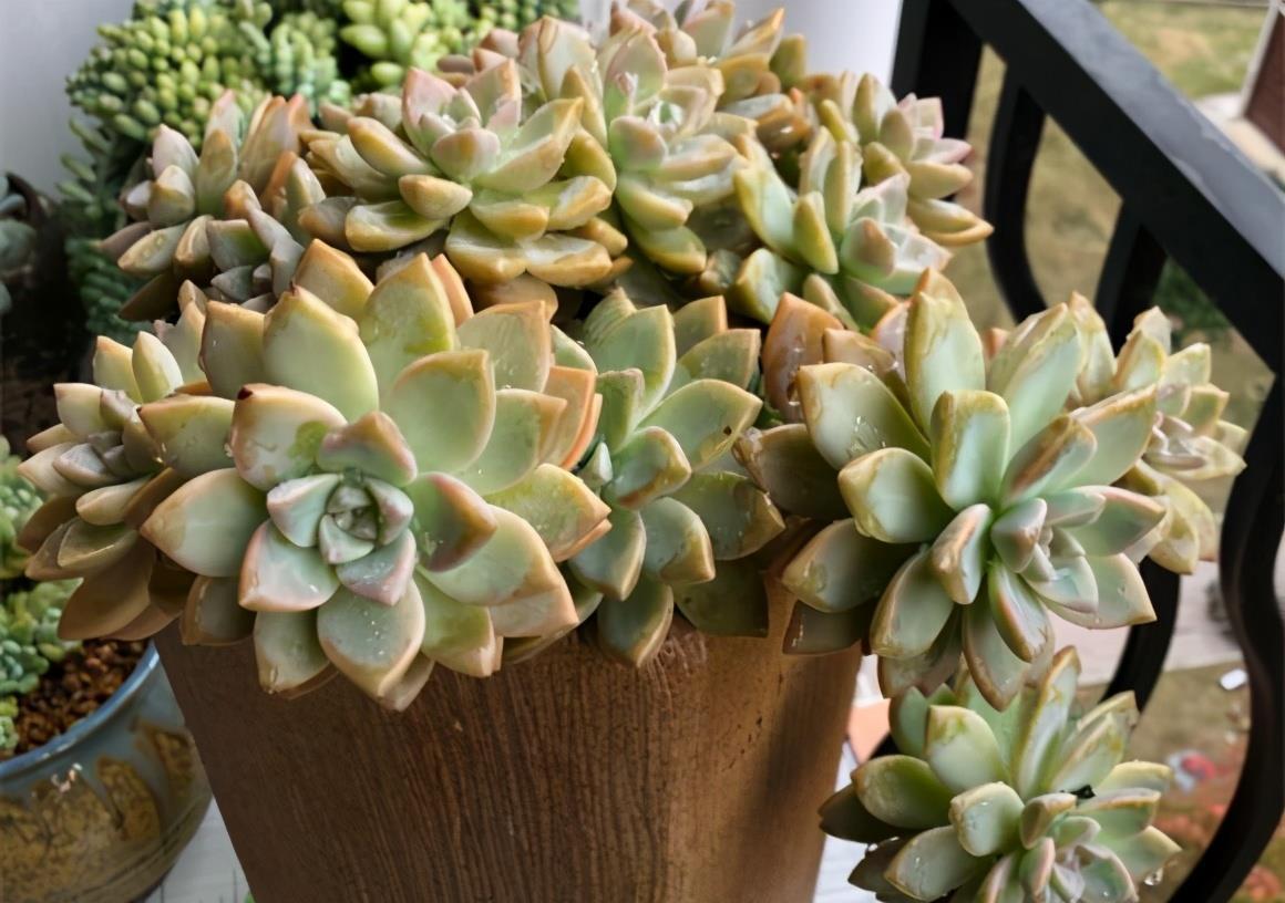 浇水|夏天养多肉,防晒并不是最重要的,做好这4件事就能少收空盆