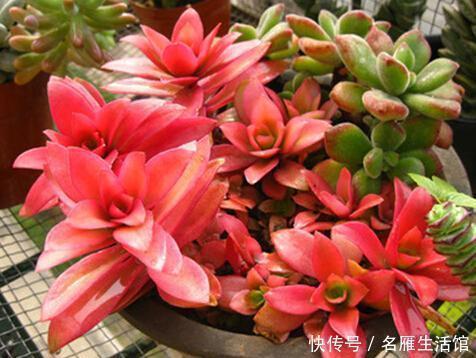 家里的多肉总是长不好?避开3个“陷进”,你可不要中招!