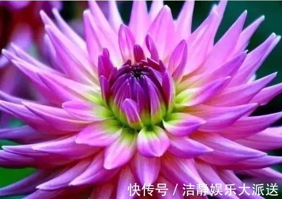 花瓣|家养这款菊花,号称“菊中珍品”,花似绣球,洁白如玉,美爆了