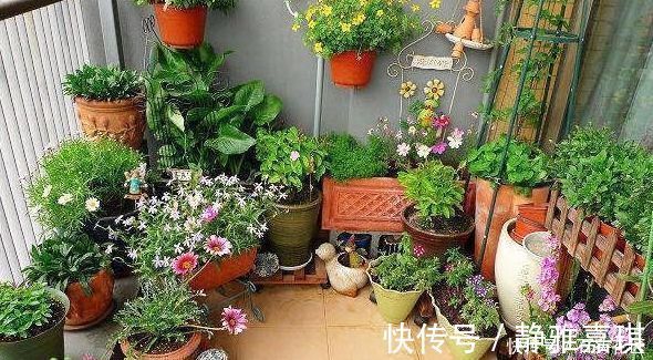 养花“干透浇透”你真的懂吗？很多人做错了，难怪盆土板结！